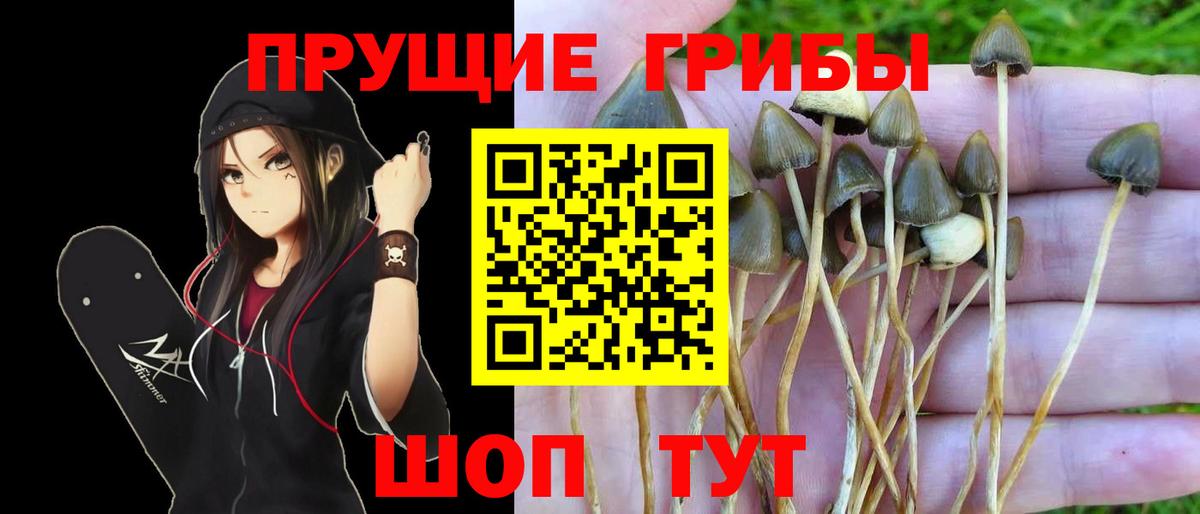 Галлюциногенные грибы Psilocybe  Вход с VPN  Ленинск-Кузнецкий 